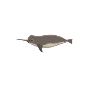 Baby Narwhal